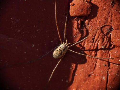 Phalangium opilio